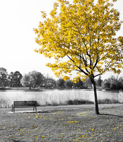 Yellow Tree and Lake