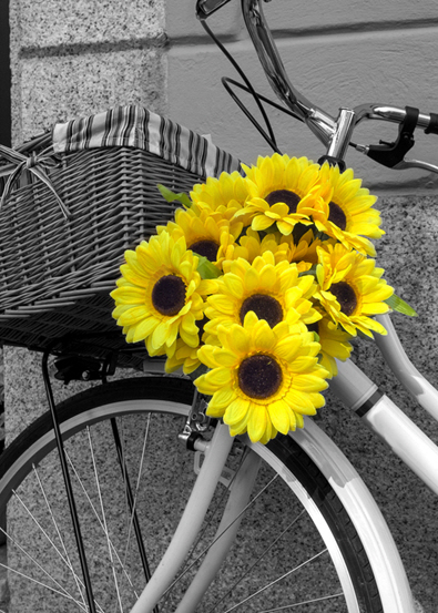 Yellow Flowers and Bicycle